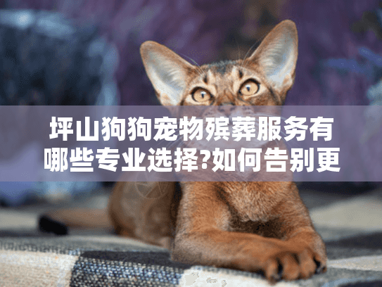 坪山狗狗宠物殡葬服务有哪些专业选择?如何告别更安心?