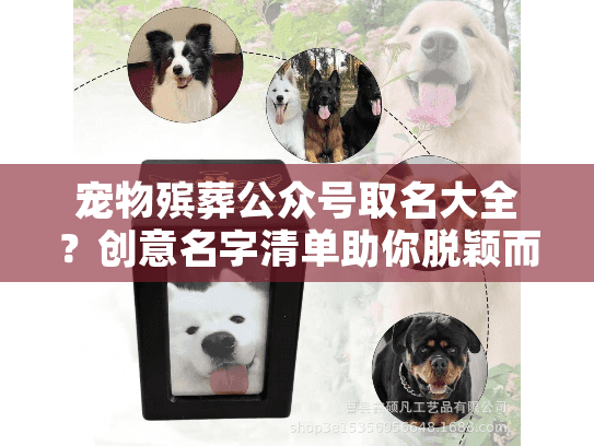 宠物殡葬公众号取名大全？创意名字清单助你脱颖而出