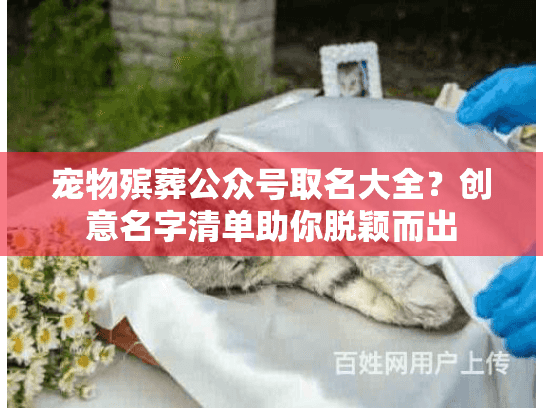 宠物殡葬公众号取名大全？创意名字清单助你脱颖而出
