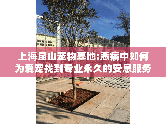 上海昆山宠物墓地:悲痛中如何为爱宠找到专业永久的安息服务?