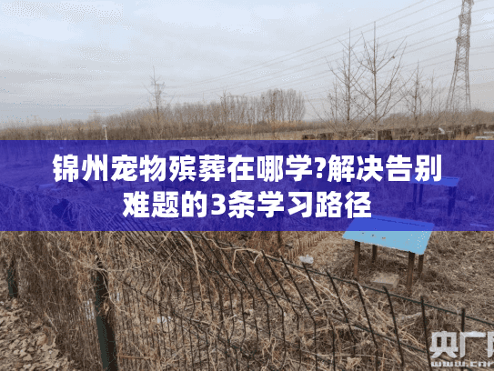 锦州宠物殡葬在哪学?解决告别难题的3条学习路径