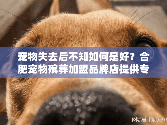 宠物失去后不知如何是好？合肥宠物殡葬加盟品牌店提供专业解决方案