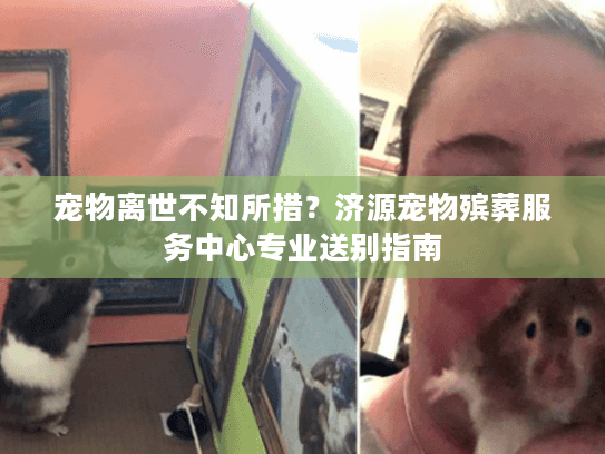 宠物离世不知所措？济源宠物殡葬服务中心专业送别指南