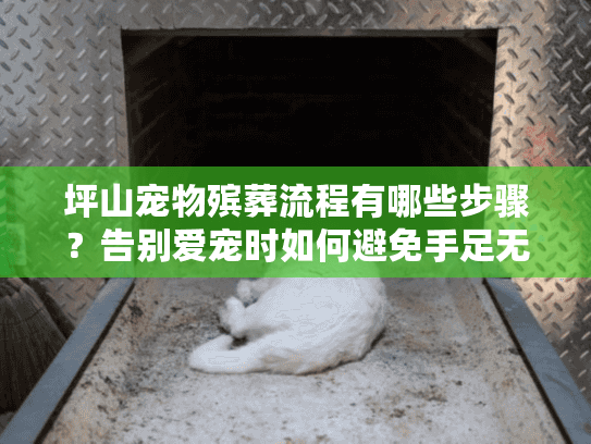 坪山宠物殡葬流程有哪些步骤？告别爱宠时如何避免手足无措