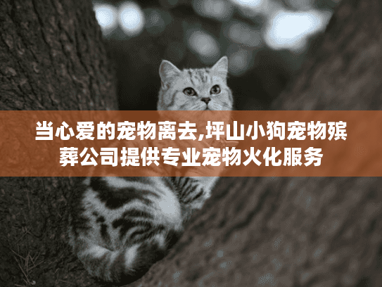 当心爱的宠物离去,坪山小狗宠物殡葬公司提供专业宠物火化服务