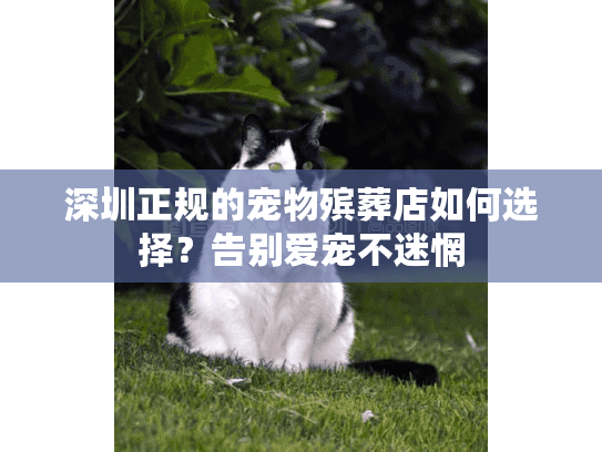 深圳正规的宠物殡葬店如何选择？告别爱宠不迷惘