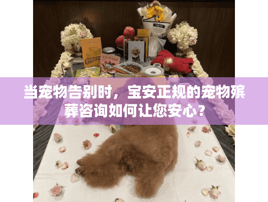 当宠物告别时，宝安正规的宠物殡葬咨询如何让您安心？