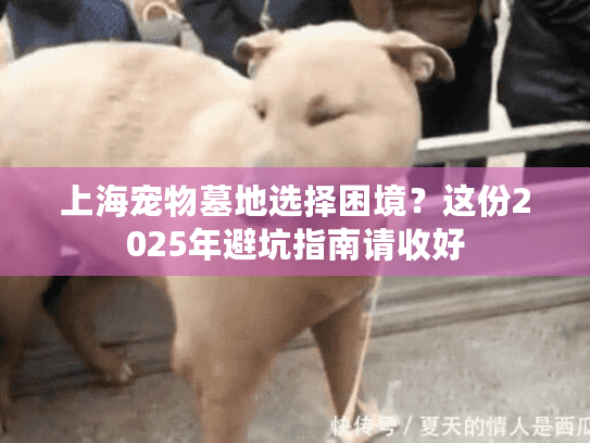 上海宠物墓地选择困境？这份2025年避坑指南请收好