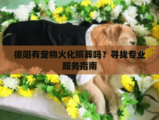 德阳有宠物火化殡葬吗？寻找专业服务指南