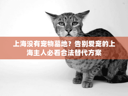 上海没有宠物墓地？告别爱宠的上海主人必看合法替代方案