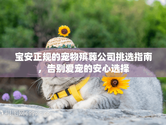 宝安正规的宠物殡葬公司挑选指南，告别爱宠的安心选择