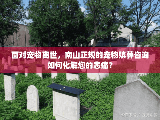 面对宠物离世，南山正规的宠物殡葬咨询如何化解您的悲痛？
