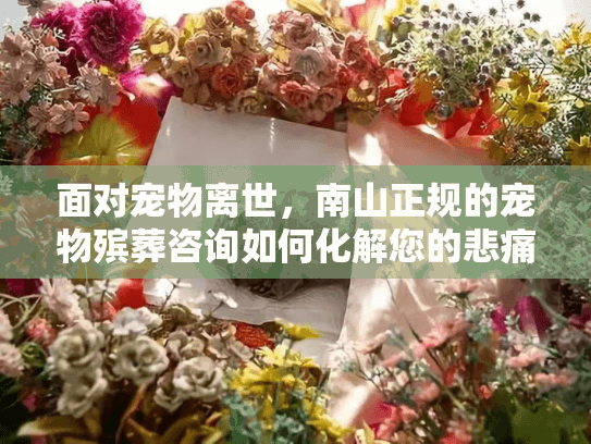 面对宠物离世，南山正规的宠物殡葬咨询如何化解您的悲痛？