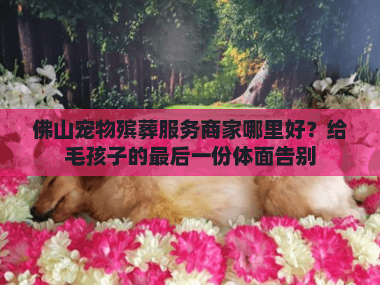佛山宠物殡葬服务商家哪里好？给毛孩子的最后一份体面告别