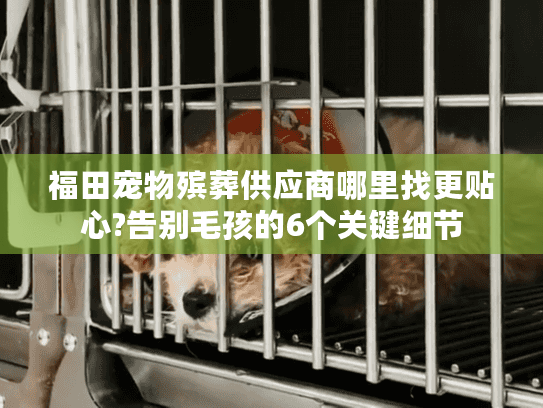 福田宠物殡葬供应商哪里找更贴心?告别毛孩的6个关键细节