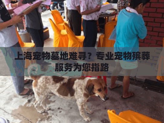 上海宠物墓地难寻？专业宠物殡葬服务为您指路