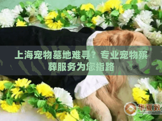 上海宠物墓地难寻？专业宠物殡葬服务为您指路