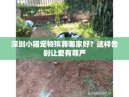 深圳小猫宠物殡葬哪家好？这样告别让爱有尊严