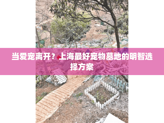 当爱宠离开？上海最好宠物墓地的明智选择方案