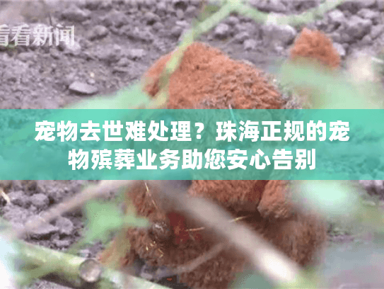 宠物去世难处理？珠海正规的宠物殡葬业务助您安心告别