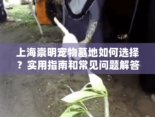 上海崇明宠物墓地如何选择？实用指南和常见问题解答