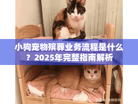 小狗宠物殡葬业务流程是什么？2025年完整指南解析