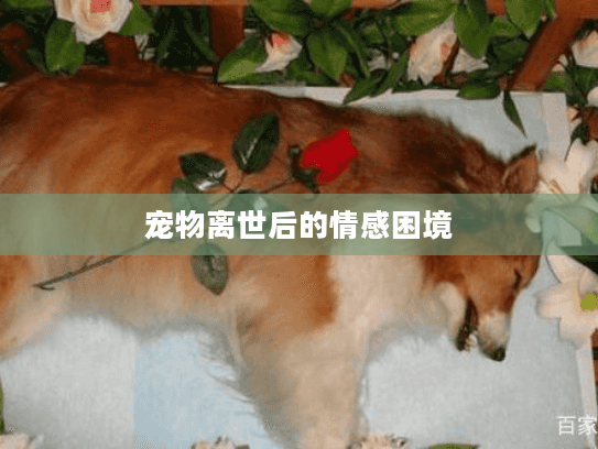 宠物离世后的情感困境
