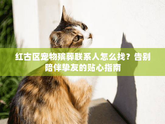 红古区宠物殡葬联系人怎么找？告别陪伴挚友的贴心指南