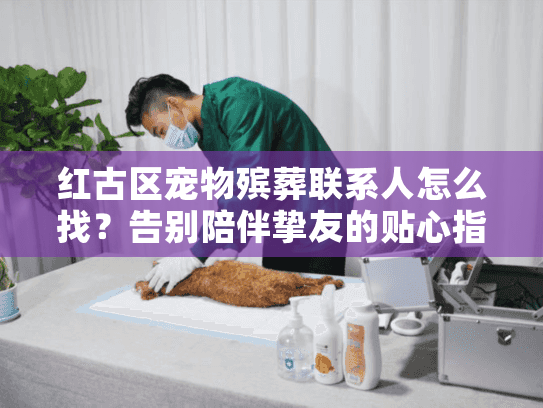 红古区宠物殡葬联系人怎么找？告别陪伴挚友的贴心指南