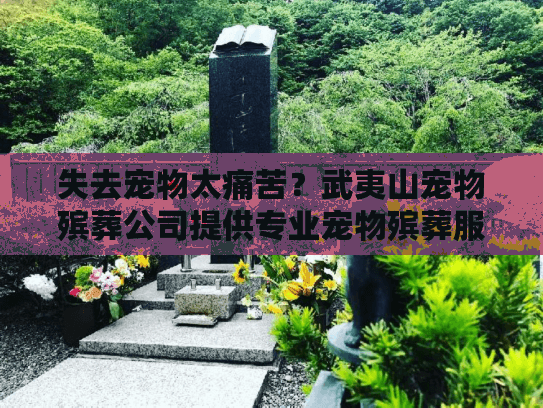 失去宠物太痛苦？武夷山宠物殡葬公司提供专业宠物殡葬服务