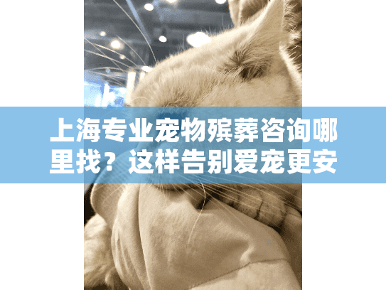 上海专业宠物殡葬咨询哪里找？这样告别爱宠更安心