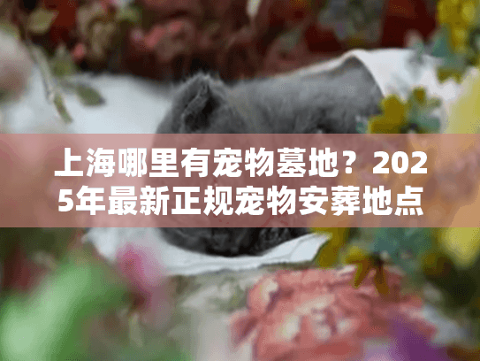 上海哪里有宠物墓地？2025年最新正规宠物安葬地点推荐
