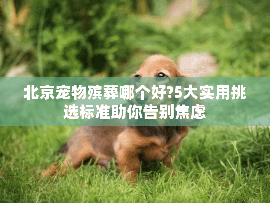 北京宠物殡葬哪个好?5大实用挑选标准助你告别焦虑