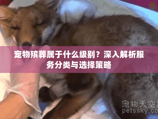 宠物殡葬属于什么级别？深入解析服务分类与选择策略