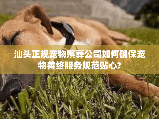 汕头正规宠物殡葬公司如何确保宠物善终服务规范贴心?
