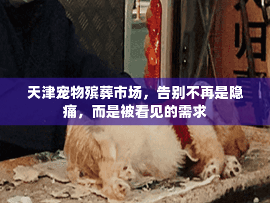天津宠物殡葬市场，告别不再是隐痛，而是被看见的需求