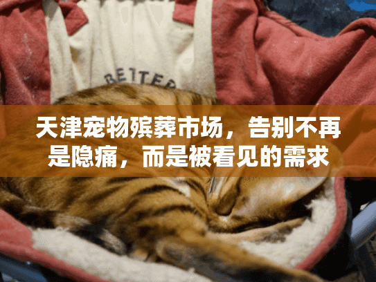 天津宠物殡葬市场，告别不再是隐痛，而是被看见的需求