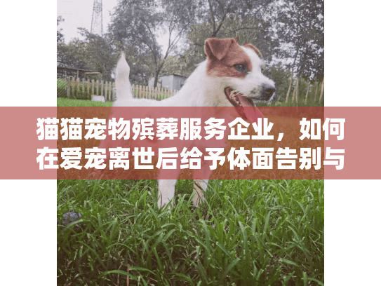 猫猫宠物殡葬服务企业，如何在爱宠离世后给予体面告别与专业关怀？