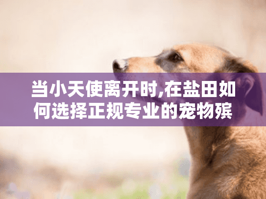 当小天使离开时,在盐田如何选择正规专业的宠物殡葬公司?