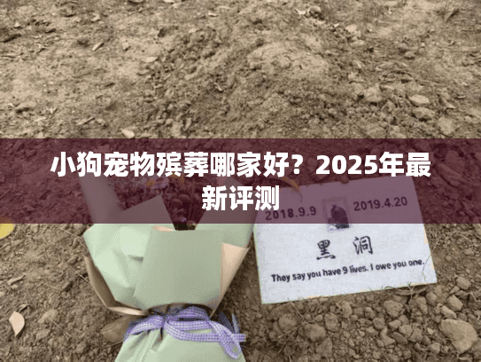 小狗宠物殡葬哪家好？2025年最新评测