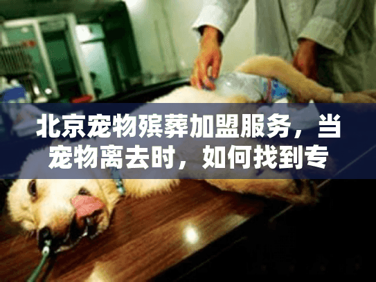 北京宠物殡葬加盟服务，当宠物离去时，如何找到专业善后的创业机遇？