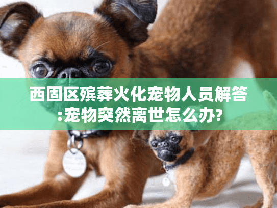 西固区殡葬火化宠物人员解答:宠物突然离世怎么办?