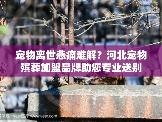 宠物离世悲痛难解？河北宠物殡葬加盟品牌助您专业送别