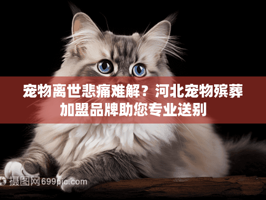 宠物离世悲痛难解？河北宠物殡葬加盟品牌助您专业送别