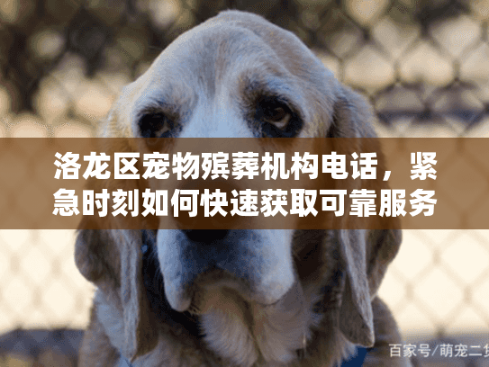洛龙区宠物殡葬机构电话，紧急时刻如何快速获取可靠服务