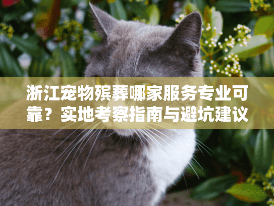 浙江宠物殡葬哪家服务专业可靠？实地考察指南与避坑建议