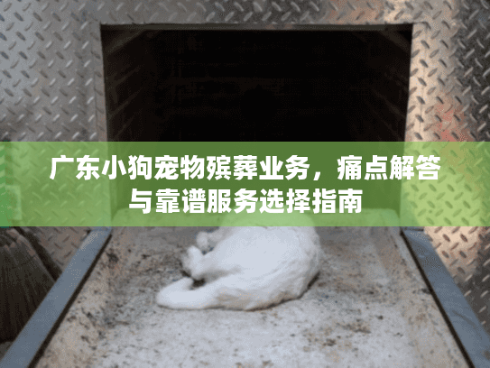 广东小狗宠物殡葬业务，痛点解答与靠谱服务选择指南