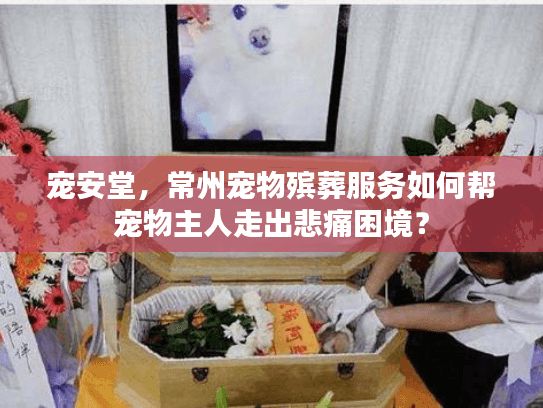 宠安堂，常州宠物殡葬服务如何帮宠物主人走出悲痛困境？