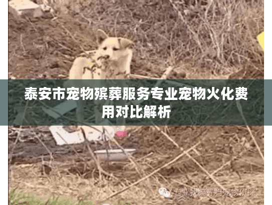 泰安市宠物殡葬服务专业宠物火化费用对比解析