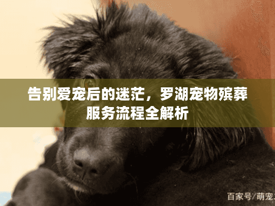告别爱宠后的迷茫，罗湖宠物殡葬服务流程全解析